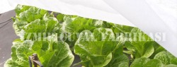 Don Kırağı Örtüsü -Agril -6.40 x 150 mt  -30 gr/m2  - 15
