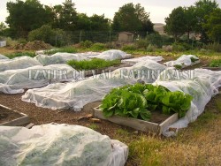 Don Kırağı Örtüsü -Agril -6.40 x 150 mt  -30 gr/m2  - 18