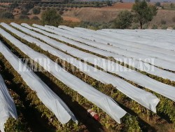 Don Kırağı Örtüsü -Agril -6.40 x 150 mt  -30 gr/m2  - 25